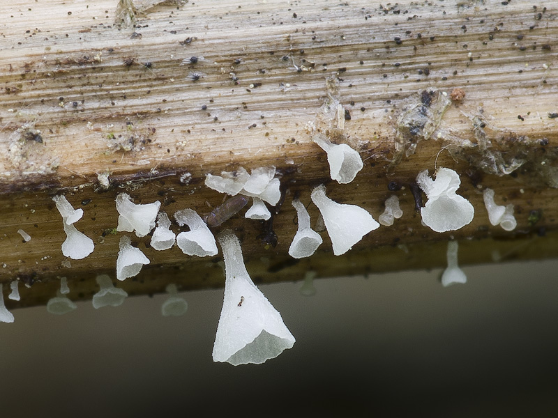 Calyptella capula